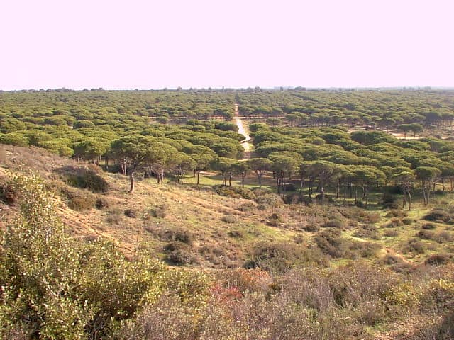 Parque Forestal Pinar del Hierro y la Espartosa