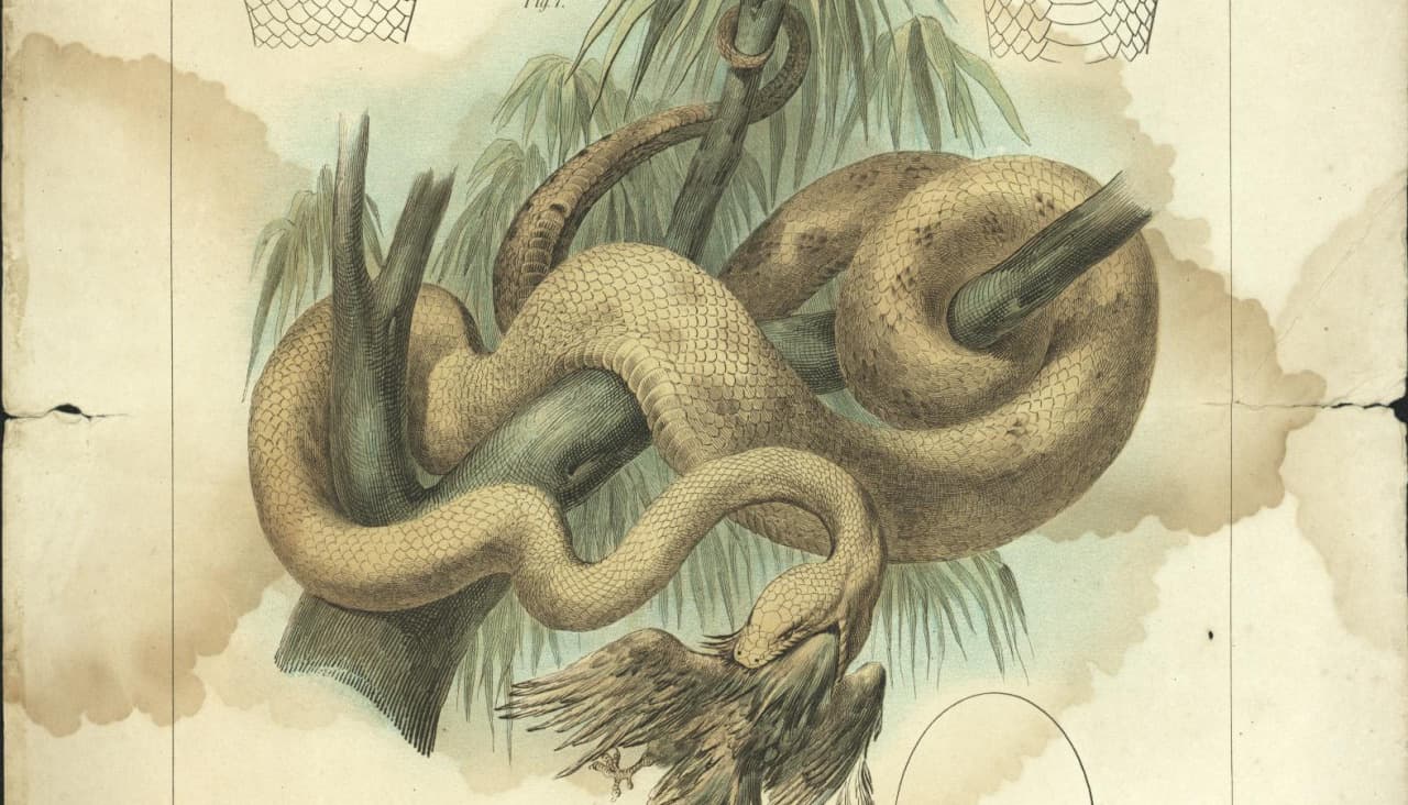 Exposición 'Seoane & Darwin: O naturalista Seoane e o darwinismo a fíns do século XIX'