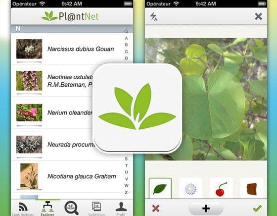Recorrido de identificación de especies vegetales