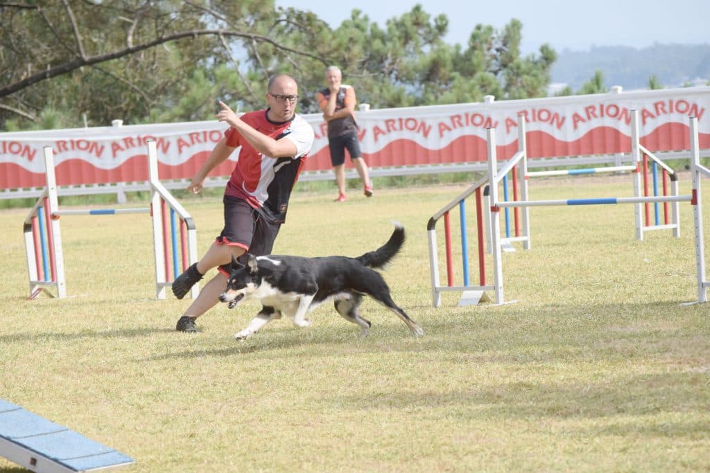 Educación canina en positivo: Positivo non permisivo
