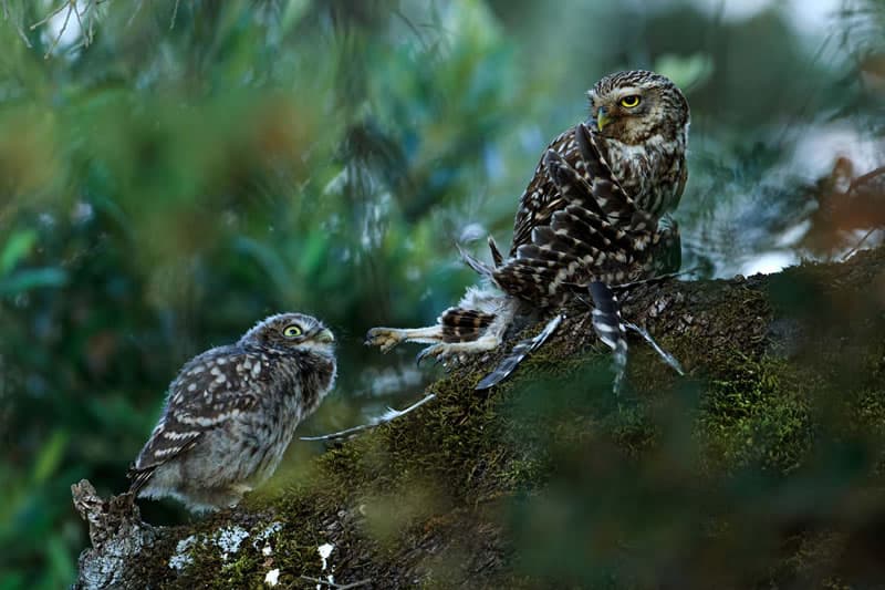 Fotógrafos da natureza 2025