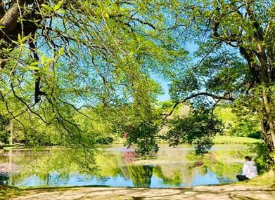 WOODLAND WELLBEING (Forest Bathing)