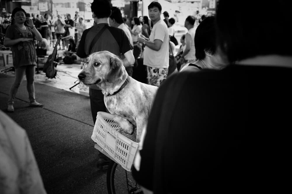 Bingo solidario para refugio de perros