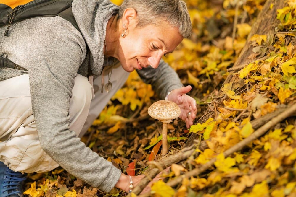 Xornadas micolóxicas