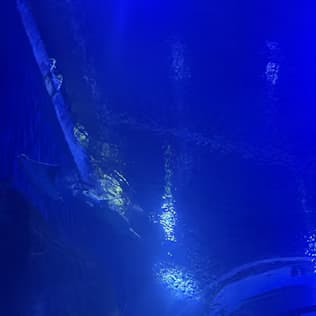 Atlantis Aquarium Madrid: Entrada