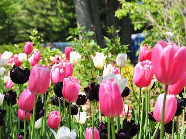 Tulipanes por el Parkinson