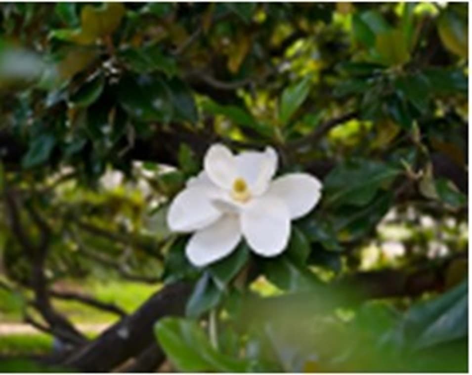 Senda botánica sobre las plantas de las Américas