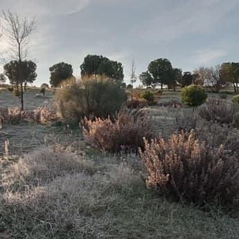 Itinerario Ornitológico Parque Forestal de Valdebebas-Felipe VI