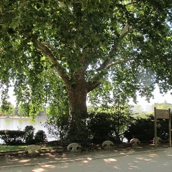 Ruta guiada "Árboles singulares de la Casa de Campo"