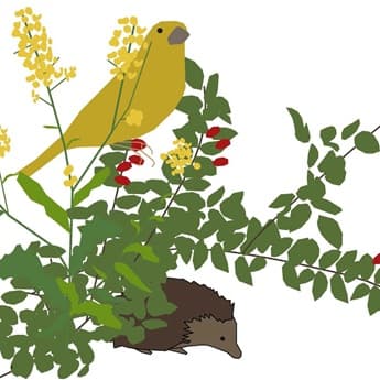 Taller de biodiversidad y aves exóticas