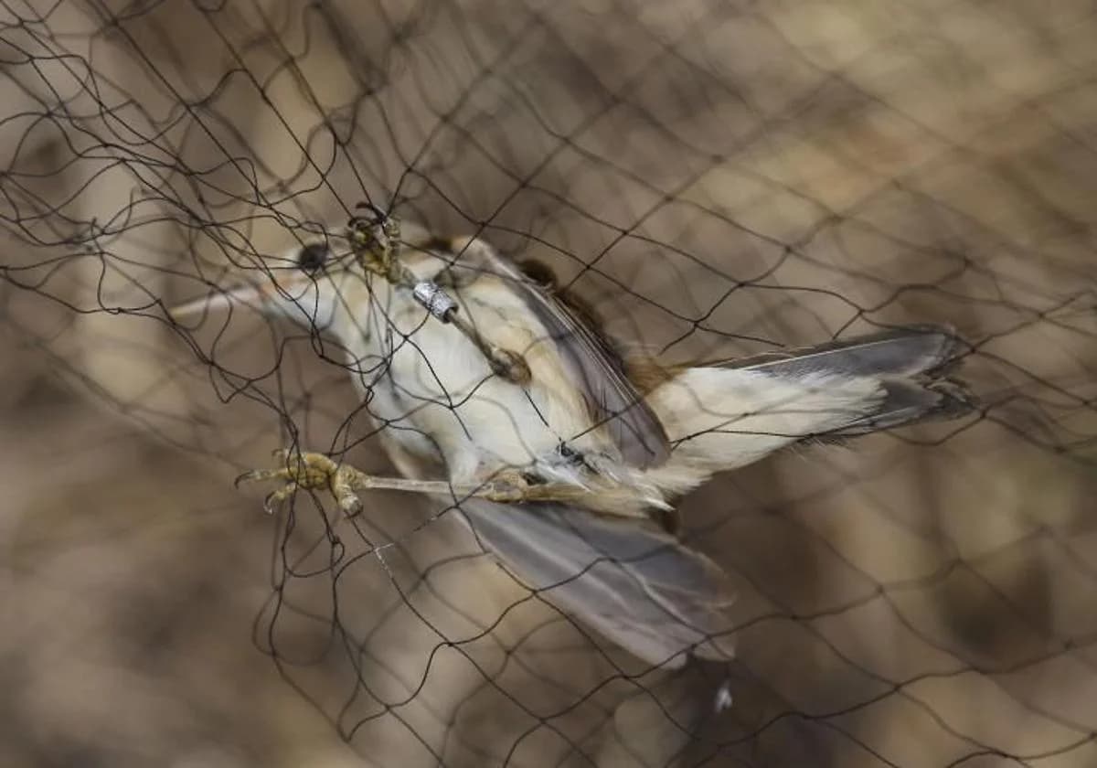 Jornada de anillamiento de aves