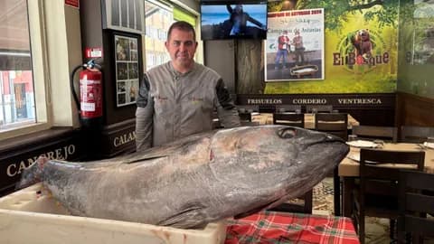Ronqueo y degustación de atún rojo