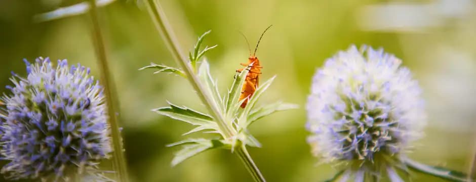 ¡Se buscan personas que nunca antes se han parado a mirar de cerca un insecto!