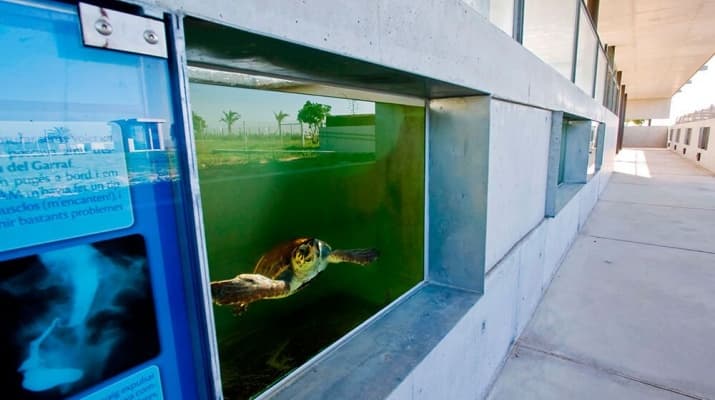La tortuga Floreta al CRAM!