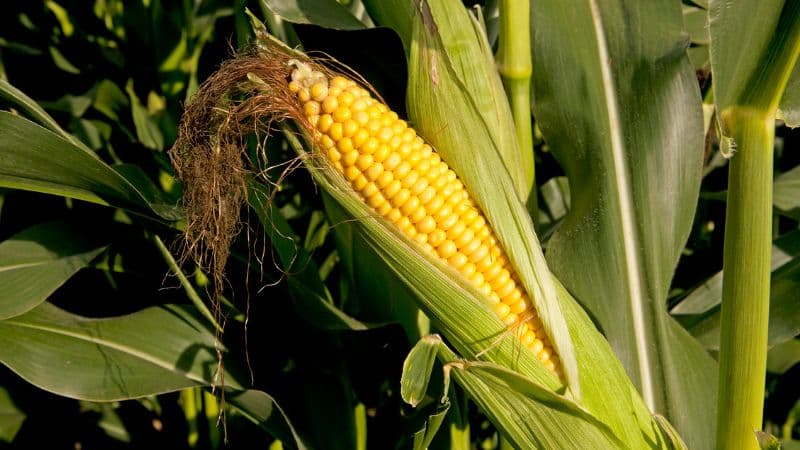 XI Festa da Recolleita do Millo de Matamá