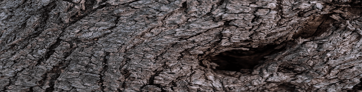 Presentación del libro La tristeza de los olivos