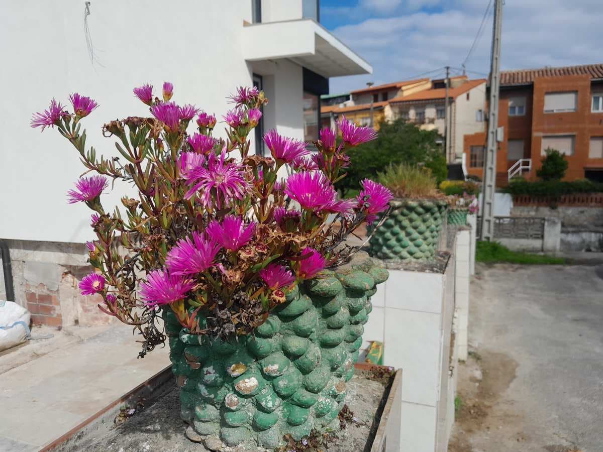Pasión por lo exótico: plantas invasoras ornamentales