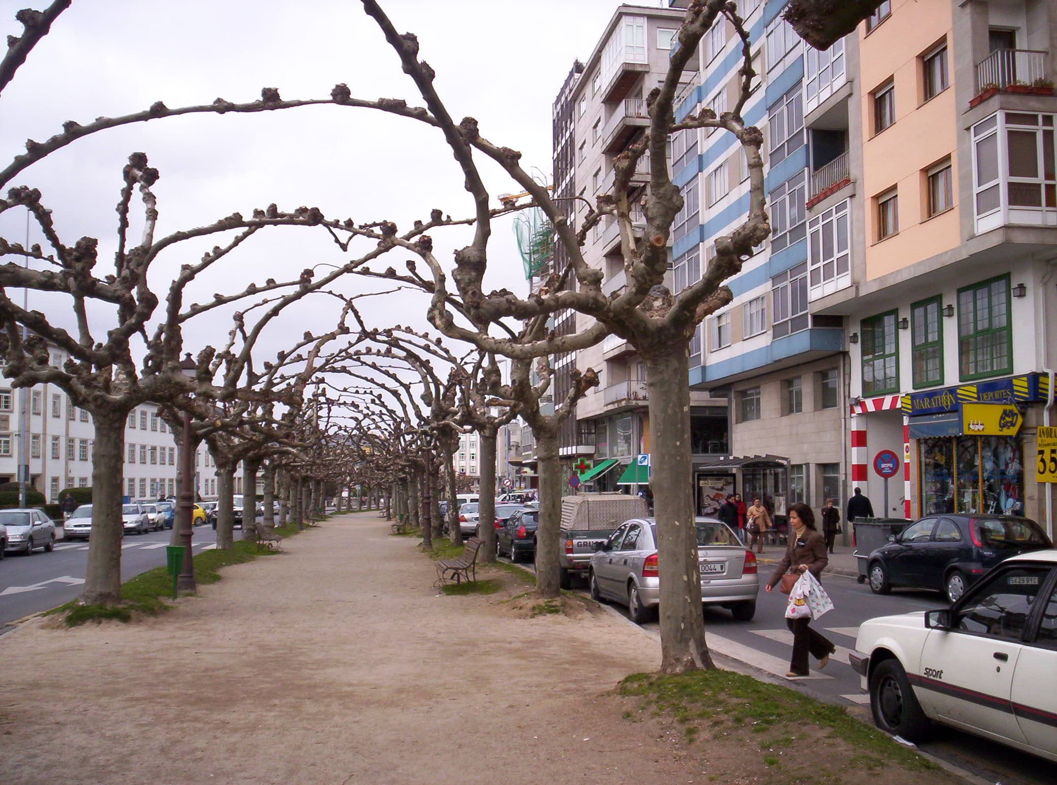 File:Árbores na avenida Ramón Ferreiro, Lugo.jpg - Wikimedia Commons