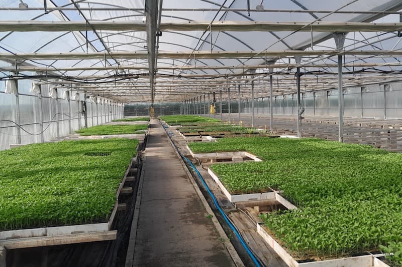 Distribución de plantones hortícolas tradicionales