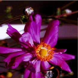 Charla Coloquio sobre la exposición fotográfica 'La primavera en el mundo macro'