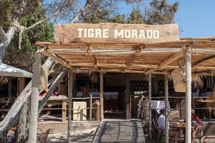 Tigre Morado