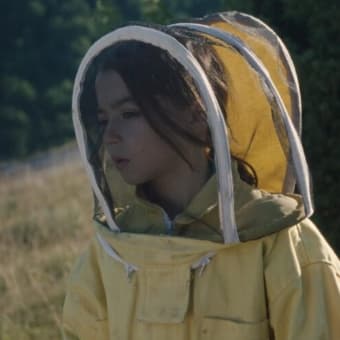 20.000 especies de abejas