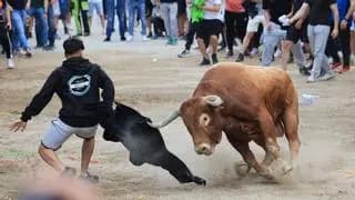Toros cerriles en las fiestas de Vila-real