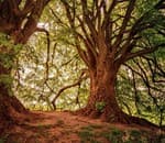Itinerario Ambiental: Senda de Fuentes Blancas