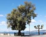 El Olivo centenario en el Paseo de Alfonso XII bajo un cielo azul