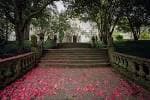 Escalinata de jardín cubierta de pétalos de camelia en el Pazo de Lourizán