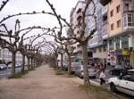 File:Árbores na avenida Ramón Ferreiro, Lugo.jpg - Wikimedia Commons