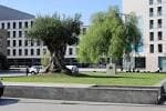 Gran olivo centenario en el área ajardinada de la Plaza de la Estrella