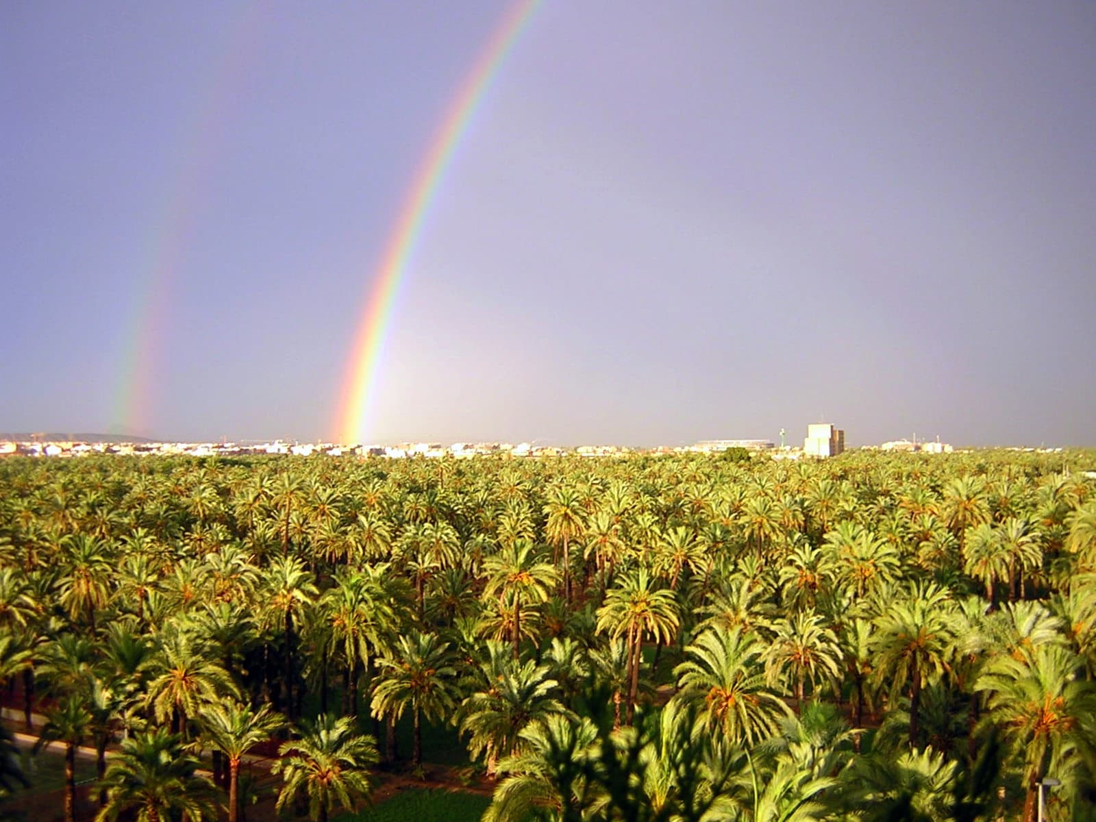 Palmeral of Elche - Wikipedia