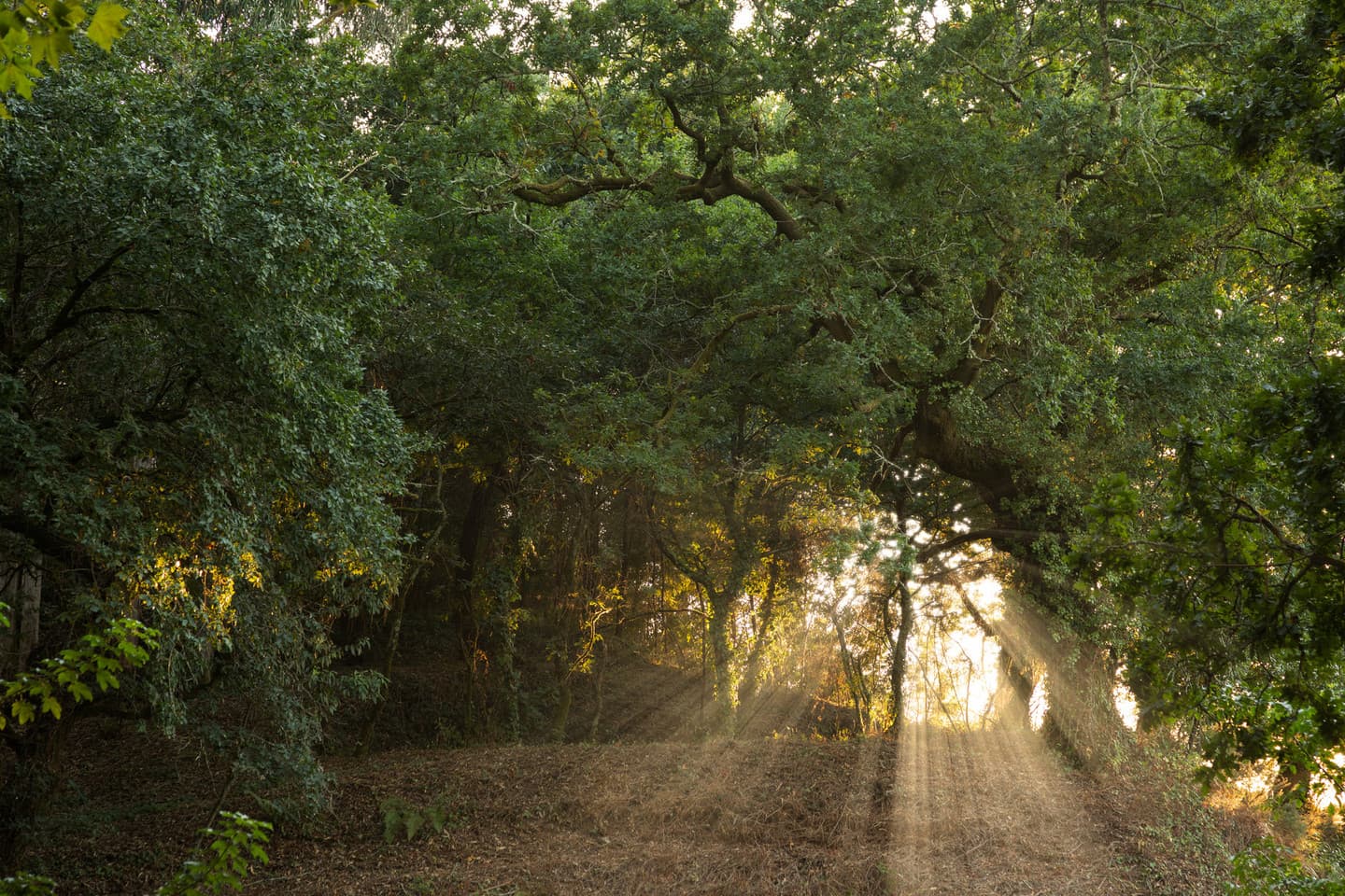 Sendero arbolado en la Carballeira de Conxo con rayos de sol