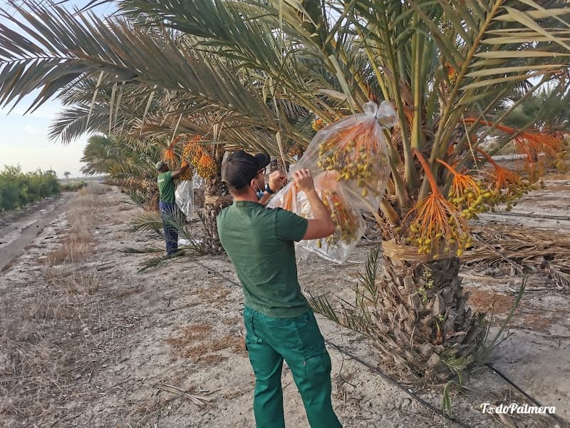 VISIT TO A DATES FATM - Todo Palmera