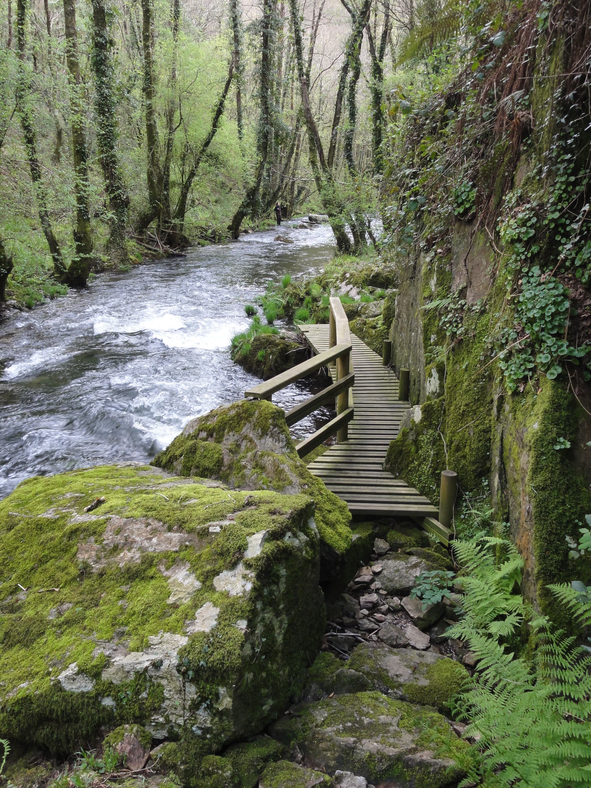Río Mandeo fluyendo entre vegetación exuberante y un sendero de madera.