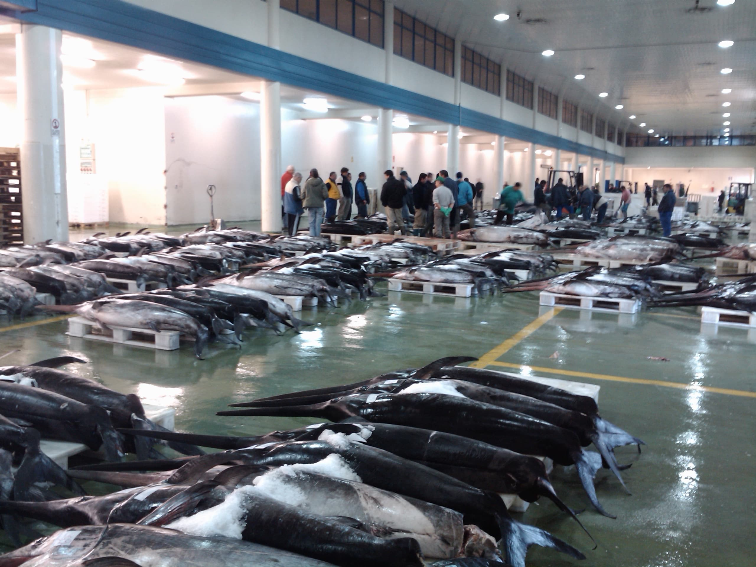 Interior de la lonja con grandes peces en el suelo