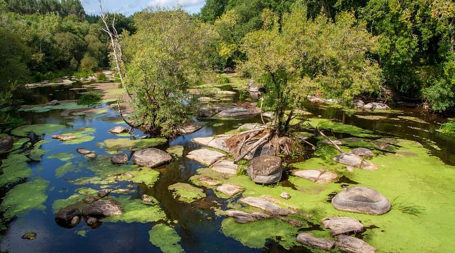 Vista aérea del río Miño con rocas y vegetación acuática