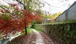 Camino otoñal junto al río Sar con árboles de hojas rojizas y un muro de piedra