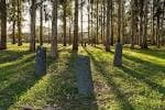 Bosque de eucaliptos con esculturas de piedra y luz solar filtrada