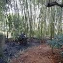 Bosque de bambú en los jardines de la Fundación Sales
