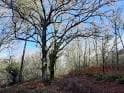 Bosque de árboles caducifolios en un día soleado, en la comarca de Ourense