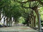 Alameda principal del Cantón de Molíns con frondosos árboles