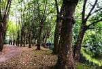 Sendero arbolado junto al río en el Campo de Os Caneiros