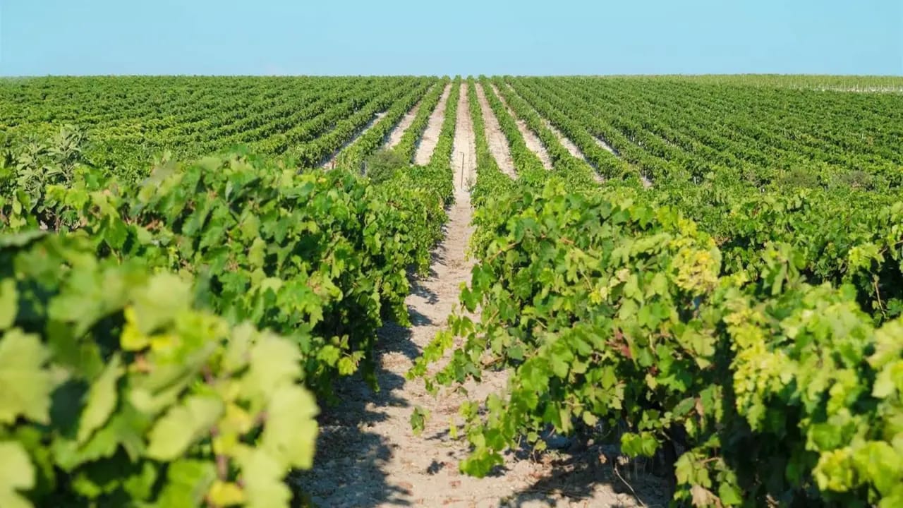 Día Mundial del Turismo: agenda con bodegas, Catedral y viñedos