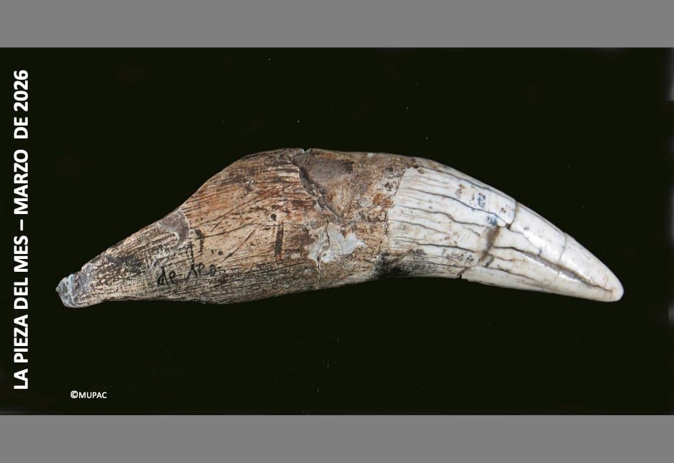 El colmillo del León de la cueva de Altamira: de la huella microscópica a la identidad paleolítica