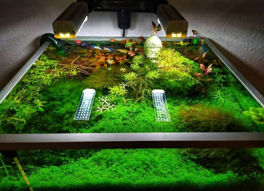 Taller para adultos: Creación de acuarios plantados