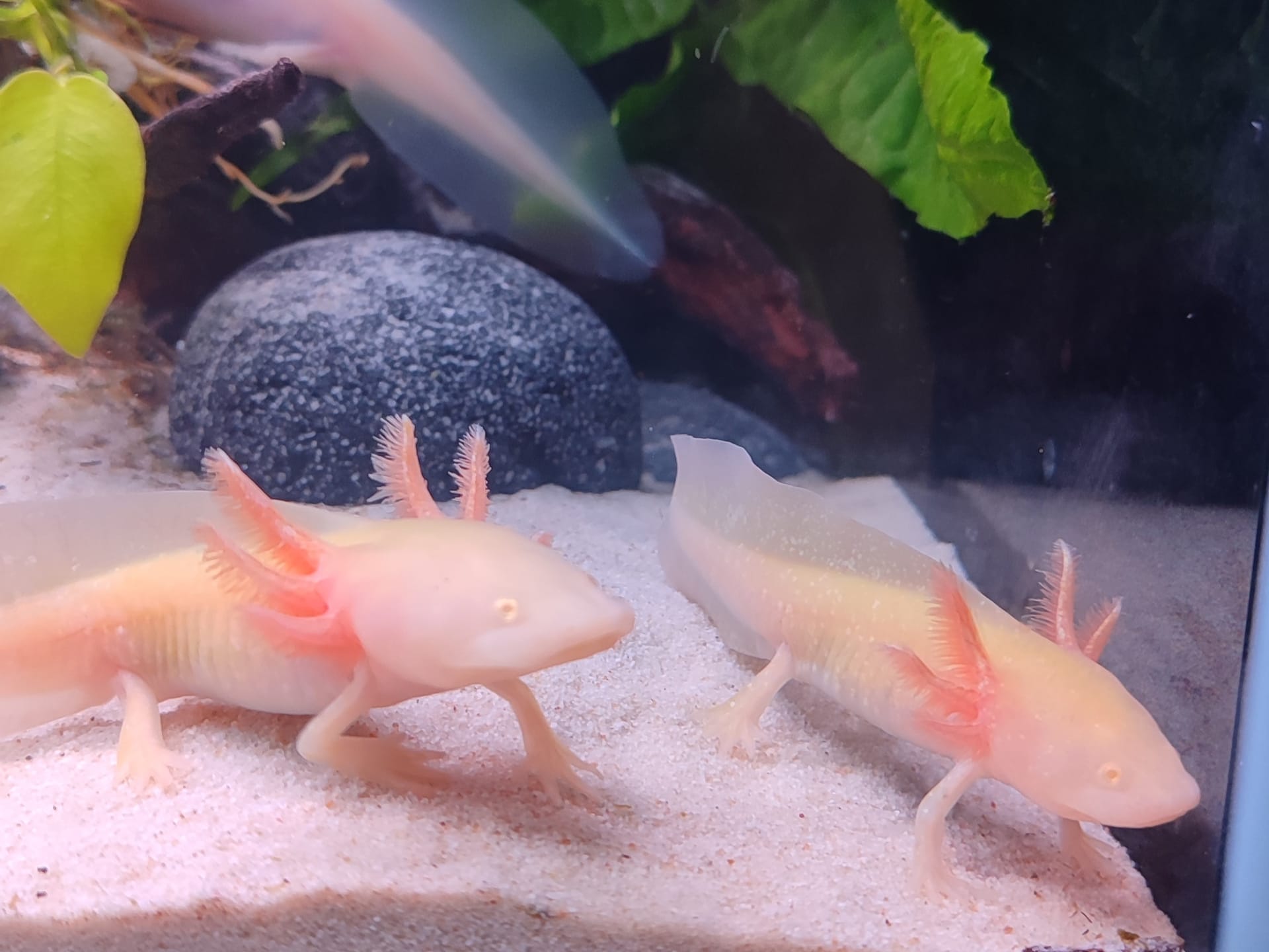 Curso de ajolotes para niños