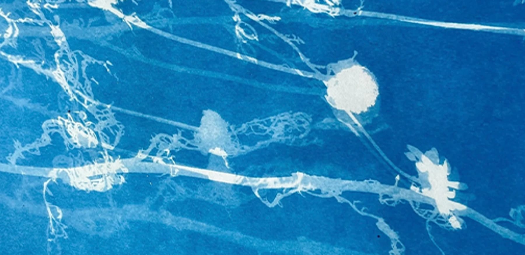 Cyanotype: Printing with Sunshine!