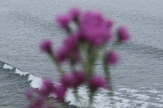 Pétalos como Palabras